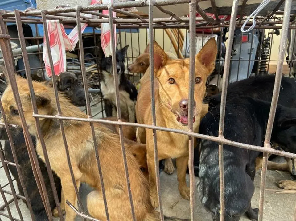 Công an Phan Thiết đang tạm thời nuôi nhốt số chó tang vật tại trụ sở.