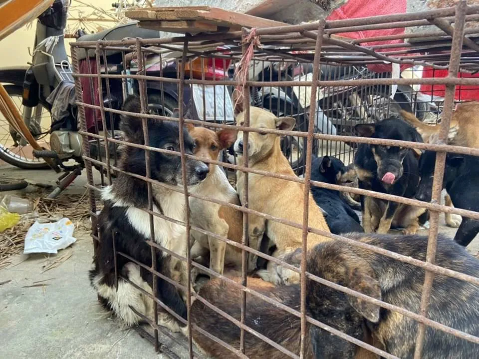 Đến sáng 25-12, mới chỉ có ba người đến nhận lại thú nuôi.