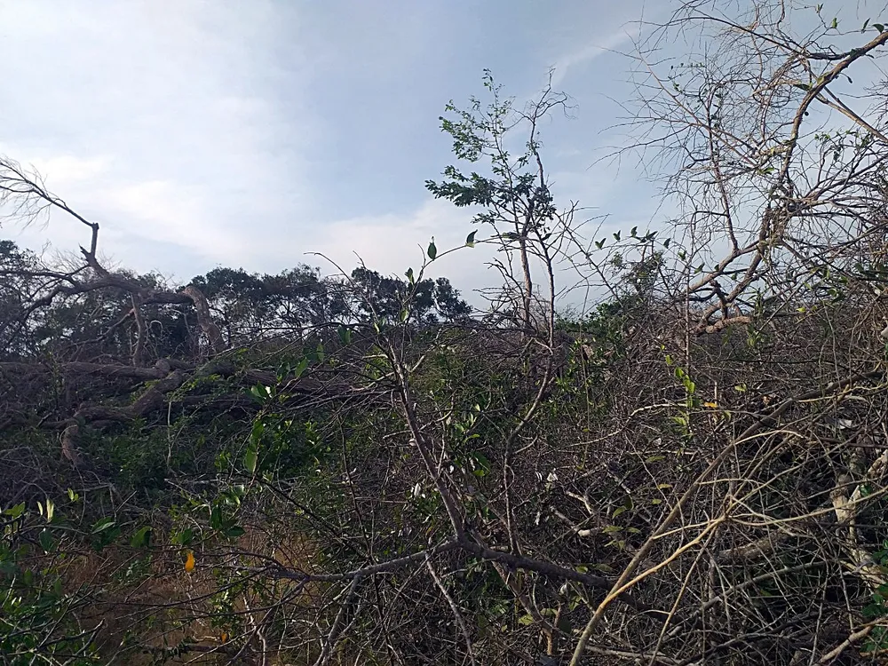 Một vị trí rừng bị phá tại tiểu khu 296c. Ảnh PĐ. Một vị trí rừng bị phá tại tiểu khu 296c. Ảnh PĐ.