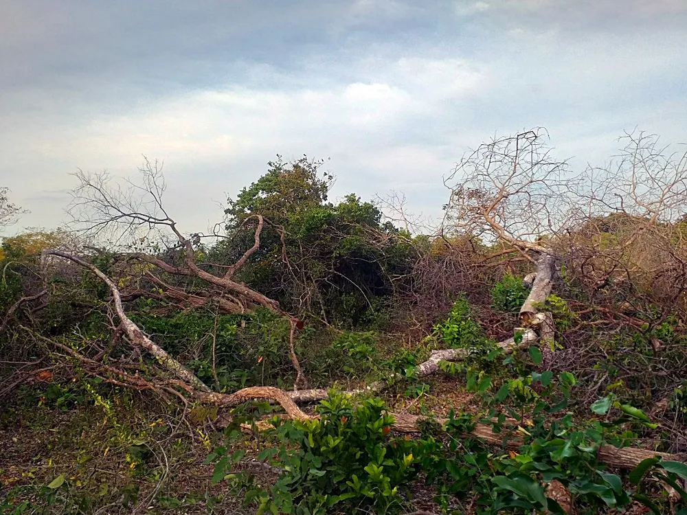 Rừng bị phá tại tiểu khu 296c. Rừng bị phá tại tiểu khu 296c.