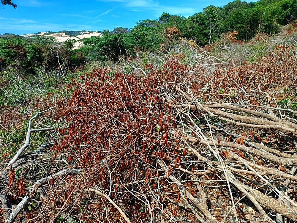 Hình ảnh vụ phá rừng được cho là ở tiểu khu 390. Ảnh BĐ. Hình ảnh vụ phá rừng được cho là ở tiểu khu 390. Ảnh BĐ.