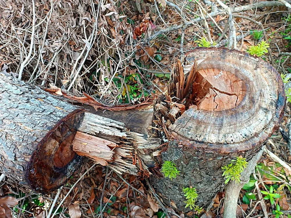 Rừng bị phá chủ yếu để chiếm đất. Rừng bị phá chủ yếu để chiếm đất.