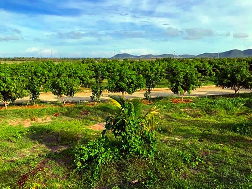 Một góc dự án ở Láng Lớn nơi người dân đã trồng hoa màu và khiếu nại sau khi chủ tịch huyện Tuy Phong cấp đất. Ảnh: TP