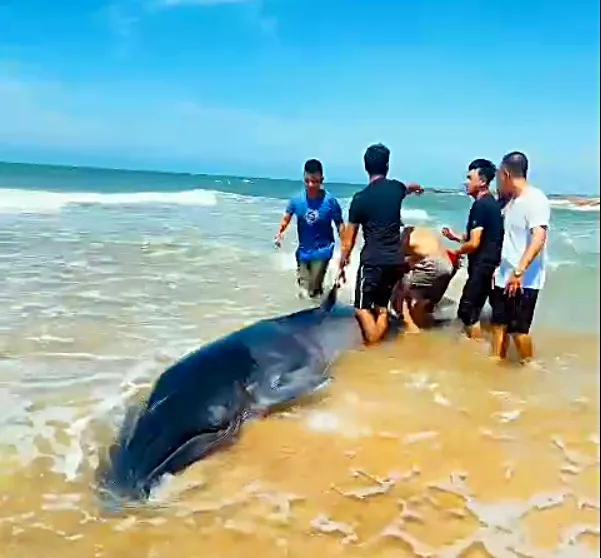 Hành động đẹp của nhóm người hợp lực cứu cá voi. Hành động đẹp của nhóm người hợp lực cứu cá voi.