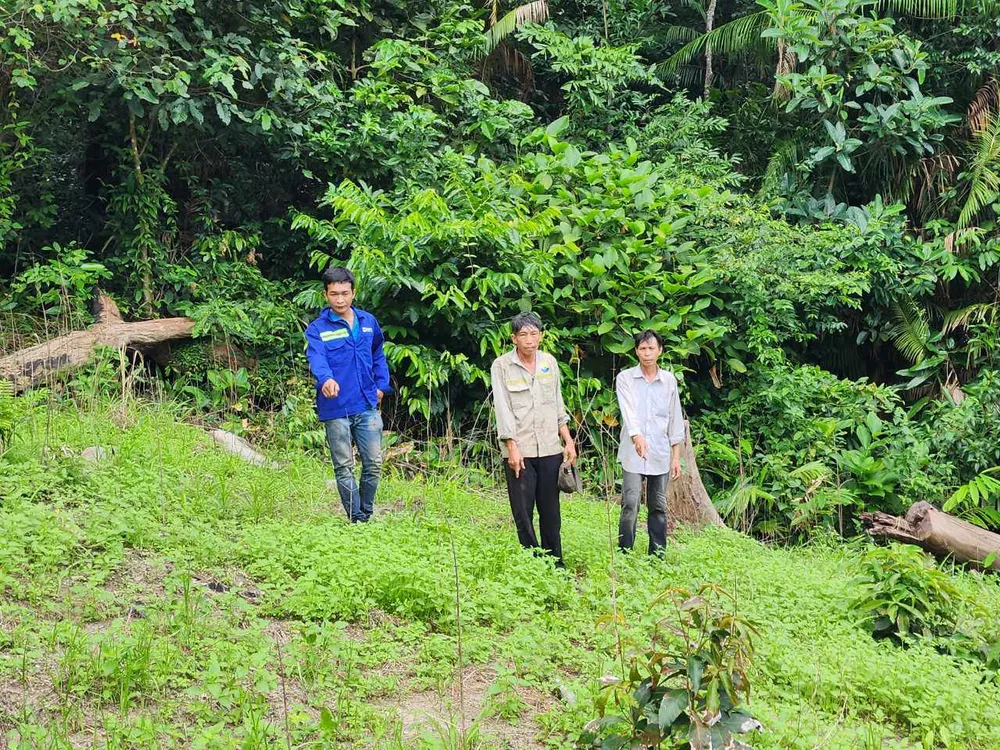 Ba người đàn ông tại khu vực trồng cần sa. Ảnh PP. Ba người đàn ông tại khu vực trồng cần sa. Ảnh PP.