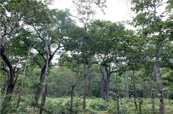 Diện tích rừng trong dự án.