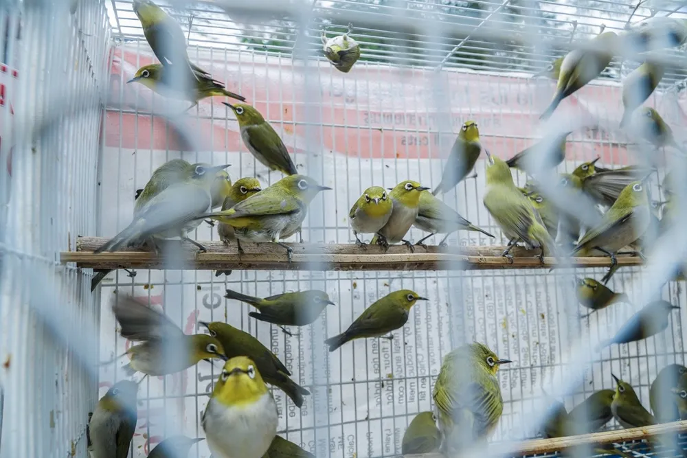 Đàn chim hoang dã chuẩn bị bán để phóng sinh. Ảnh PLO.
