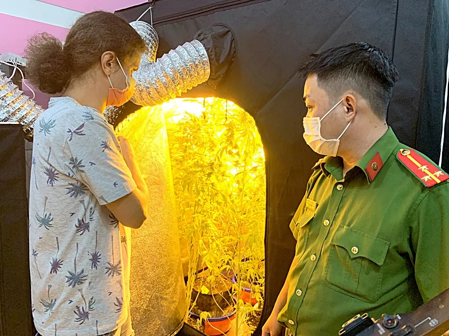 Shedko Dmitrii bị bắt quả tang trồng cần sa trong phòng ngủ có gắn cả điều hòa không khí. Trong-can-sa (3).jpg