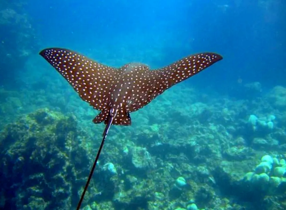 cần được bảo vệ