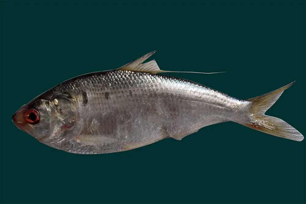 can-duoc-bao-ve (2).jpg