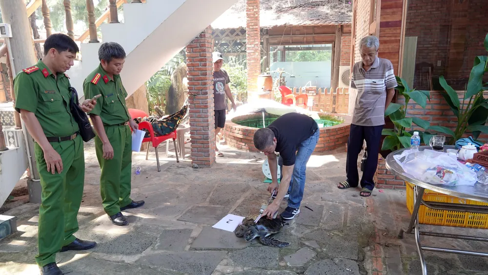 cá thể rùa biển