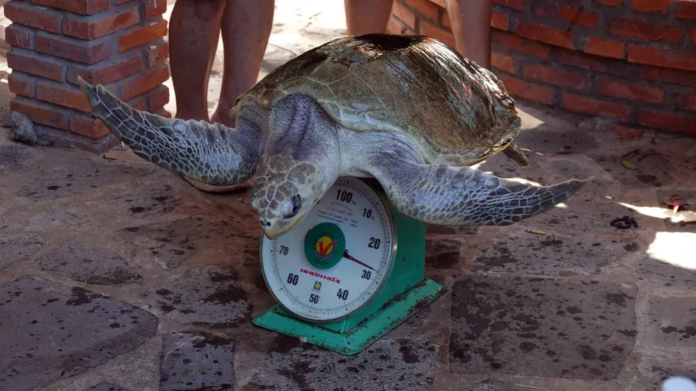 ca-the-rua-bien (3).JPG