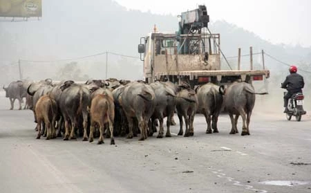 Cả đàn trâu thong dong ngay giữa quốc lộ 1A. Các ô tô phải lách lối để đi.