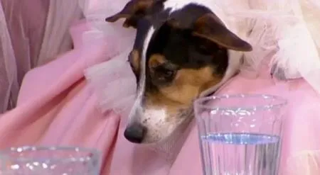 Sheba là giống chó Jack Russell