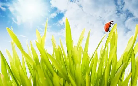 Phạm Thế Quang Huy