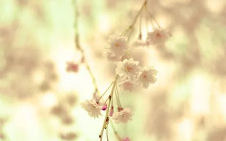 Phạm Thế Quang Huy