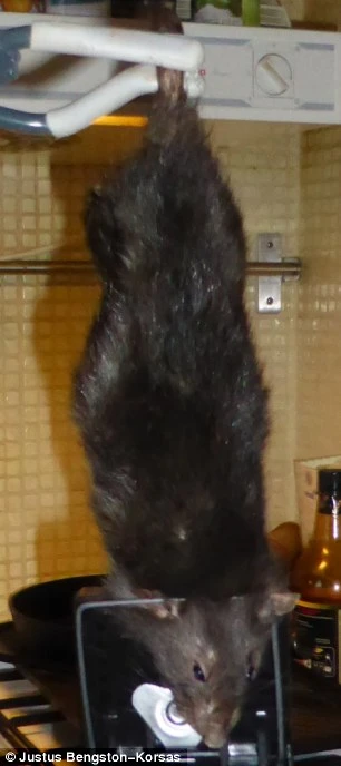  Bắt được “chuột quái vật” dài 40 cm ảnh 2