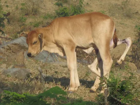 Con bê “kì dị”.