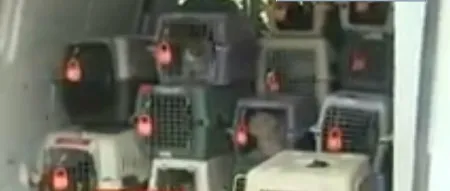 SPCA đang cố gắng tìm nhà mới cho những chú mèo này