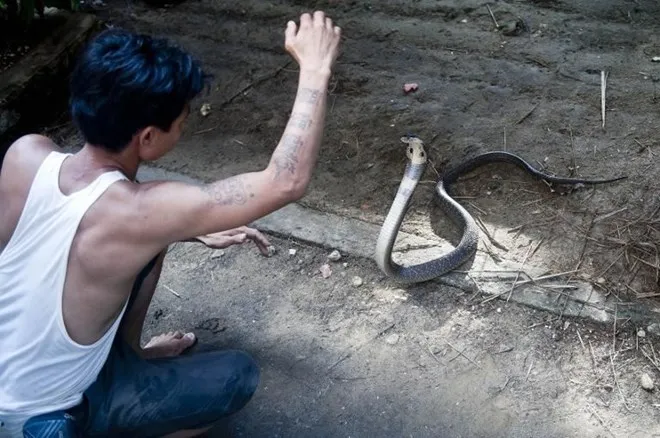 Người đàn ông bị rắn hổ mang chúa cắn 4 lần vẫn sống khỏe ảnh 4