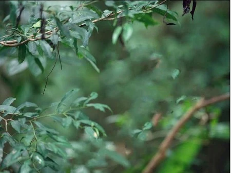 Chú chim và cành cây đã bị xóa bỏ bởi phần mềm