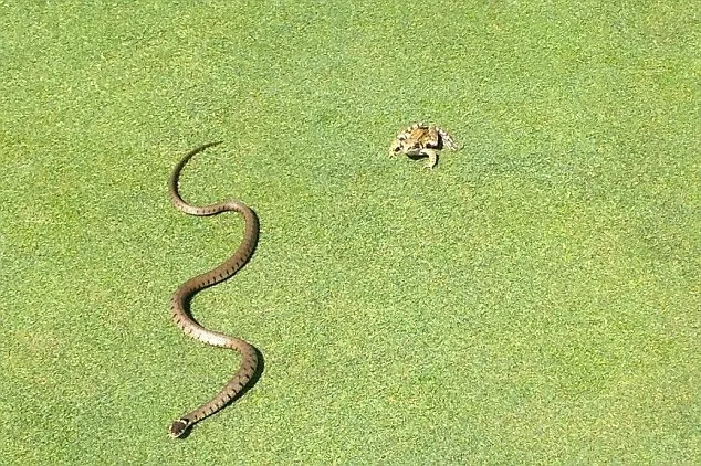 Chú ếch thoát chết thần kỳ dù bị con rắn gần như nuốt chửng ảnh 4