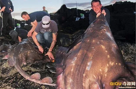 Con cá đuối khổng lồ.