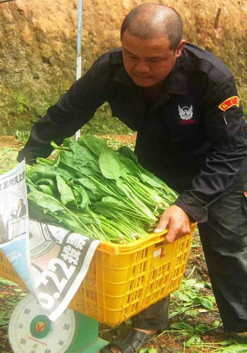 Ông Nguyễn Văn Thi bên nông trại bó xôi đang cho thu hoạch. bo-xoi-6801-1414292241.jpg