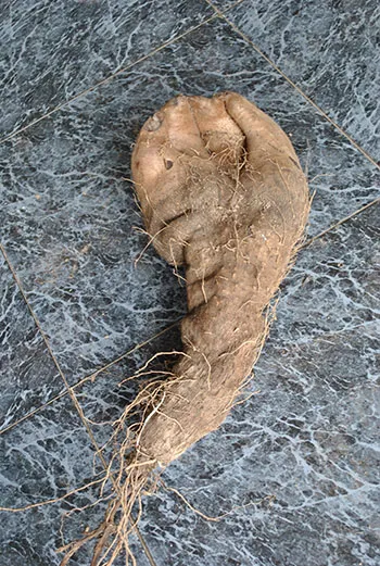 Củ khoai vạc hình 'bàn tay Phật' ảnh 3