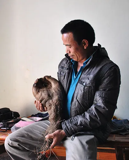 Củ khoai vạc hình 'bàn tay Phật' ảnh 1