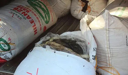 Bắt xe khách giường nằm chở 600kg nội tạng thối ảnh 2 Bắt xe khách giường nằm chở 600kg nội tạng thối ảnh 2