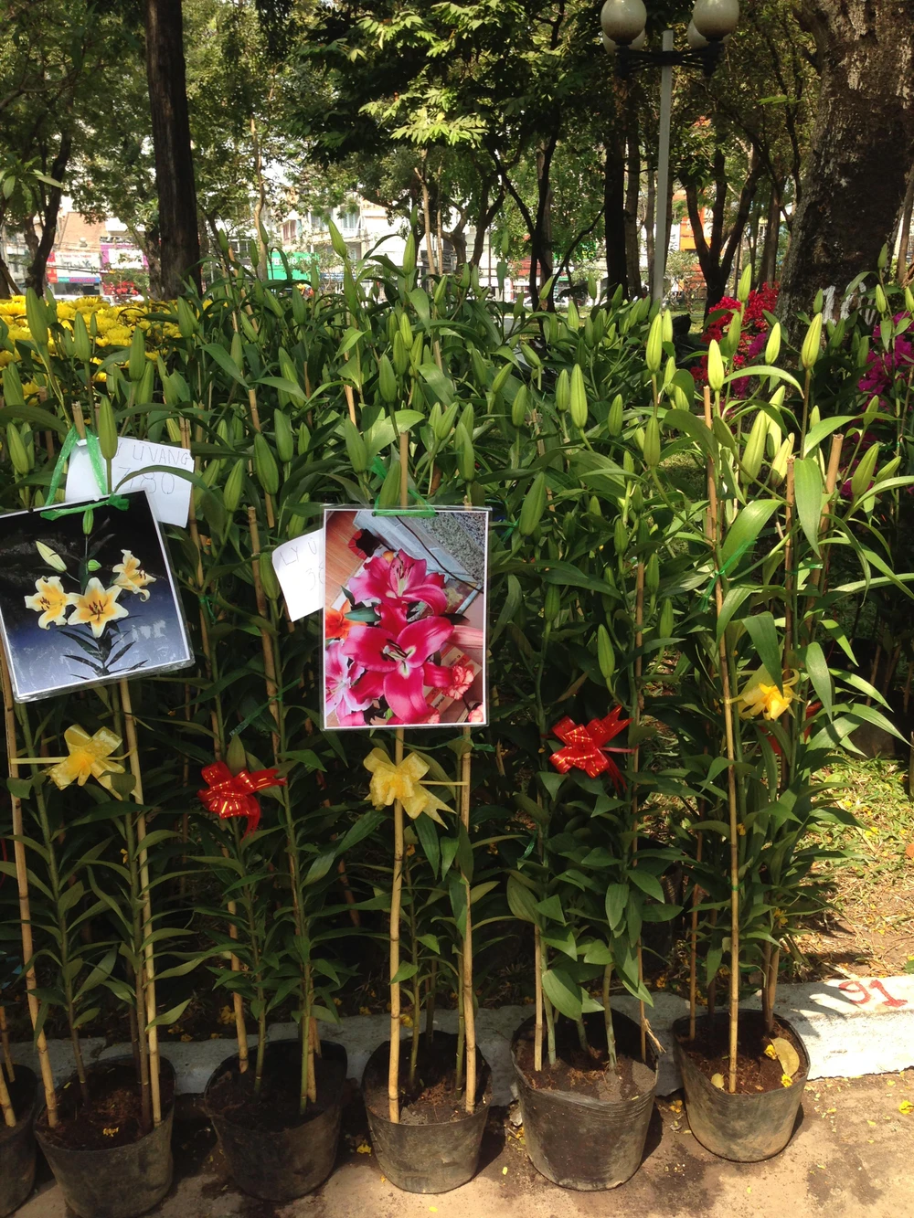 Giá cả các loại hoa tết Ất Mùi 2015 ảnh 13