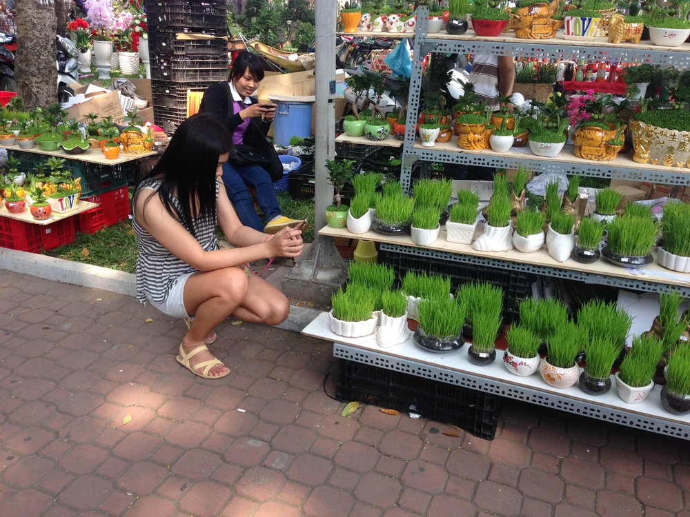 Giá cả các loại hoa tết Ất Mùi 2015 ảnh 14