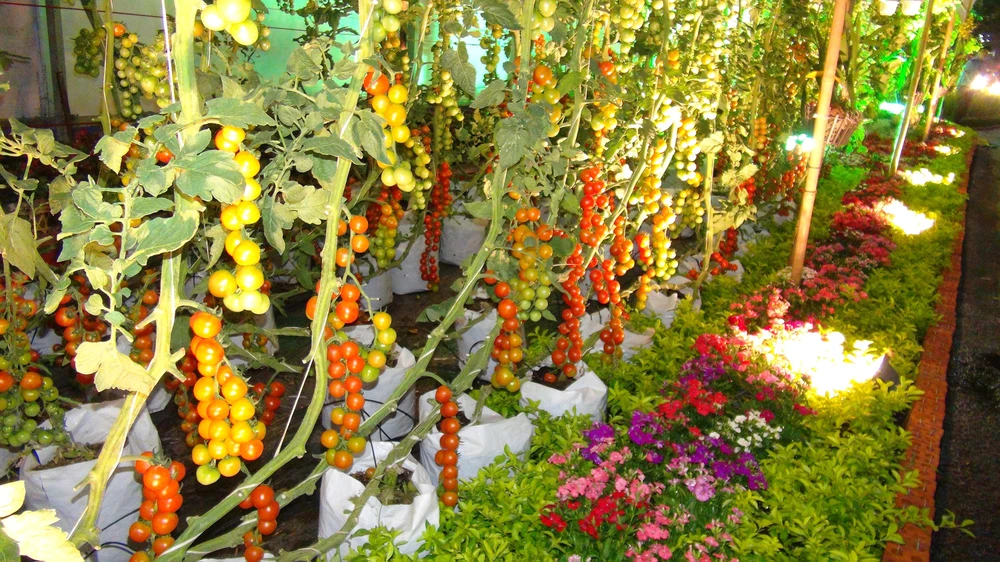 Ngắm đường hoa Hàm Nghi trước giờ khai mạc ảnh 15