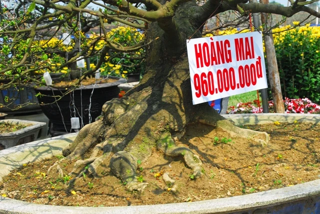 Gốc hoàng mai giá gần một tỉ ảnh 2