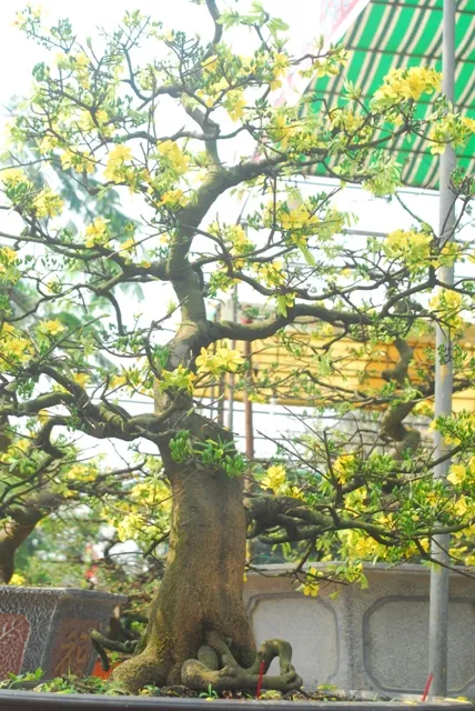 Gốc hoàng mai giá gần một tỉ ảnh 8