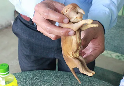 Con chó lạ mang đến may mắn cho chủ nhân ảnh 1 Con chó lạ mang đến may mắn cho chủ nhân ảnh 1