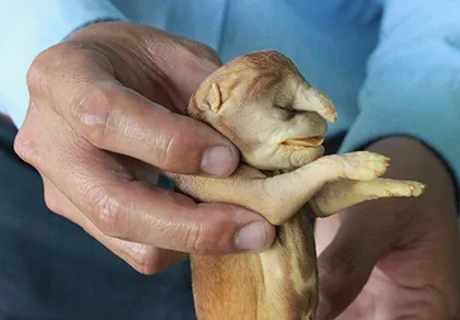 Con chó lạ mang đến may mắn cho chủ nhân ảnh 2