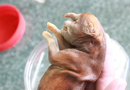 Con chó lạ mang đến may mắn cho chủ nhân ảnh 3 Con chó lạ mang đến may mắn cho chủ nhân ảnh 3