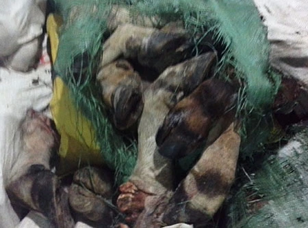 Phát hiện 14,6 tấn sản phẩm động vật không nguồn gốc ảnh 1