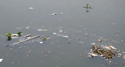 Kênh Nhiêu Lộc – Thị Nghè đầy rác bốc mùi, cá chết hàng loạt ảnh 2