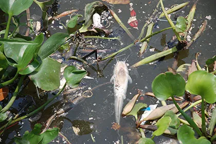 Kênh Nhiêu Lộc – Thị Nghè đầy rác bốc mùi, cá chết hàng loạt ảnh 5