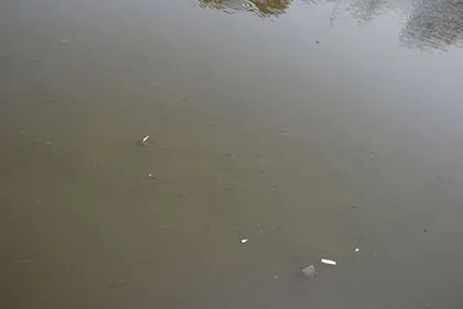 Kênh Nhiêu Lộc – Thị Nghè đầy rác bốc mùi, cá chết hàng loạt ảnh 6