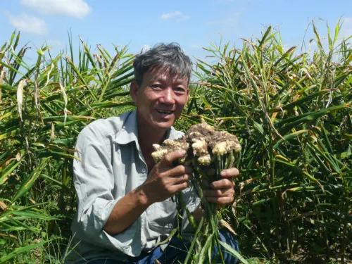 Ông Nguyễn Vũ Anh cho biết năm nay gia đình ông lãi to từ mô hình trồng gừng. rung-1_1430046443.jpg