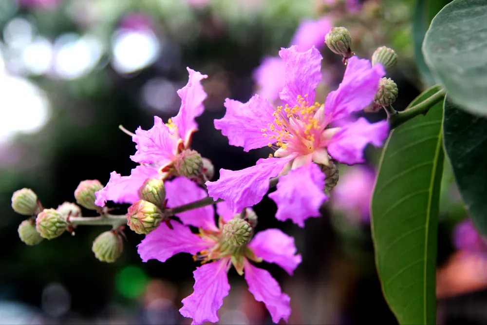 Sắc tím Bằng lăng dịu dàng giữa Hà Nội, phố Huế ảnh 5