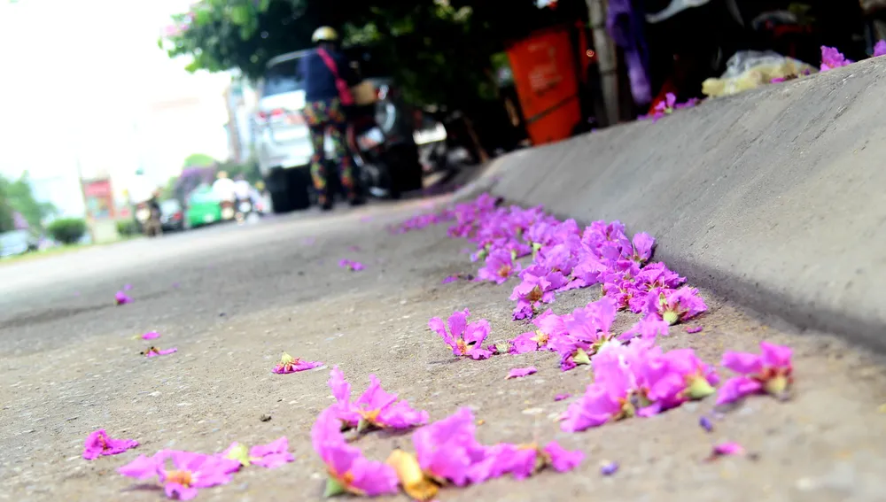 Sắc tím Bằng lăng dịu dàng giữa Hà Nội, phố Huế ảnh 6