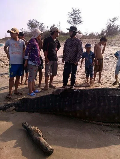 Cá voi 'Ông Thông' nặng gần 4 tấn trôi dạt vào Mũi Né ảnh 1