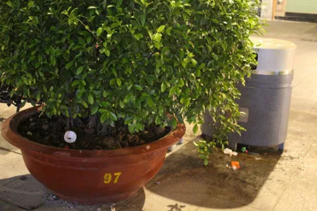Vứt rác bừa bãi tại phố đi bộ Nguyễn Huệ ảnh 2
