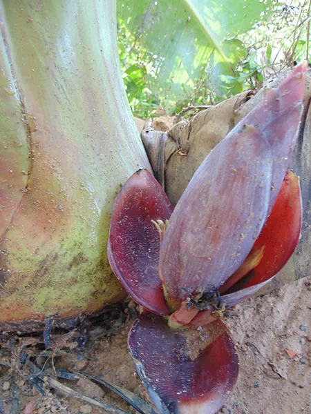 Kỳ lạ bắp chuối mọc từ gốc ảnh 1 Kỳ lạ bắp chuối mọc từ gốc ảnh 1