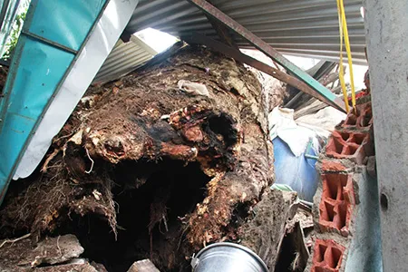 Cây me tây đổ 'đè bẹp' căn nhà ảnh 4